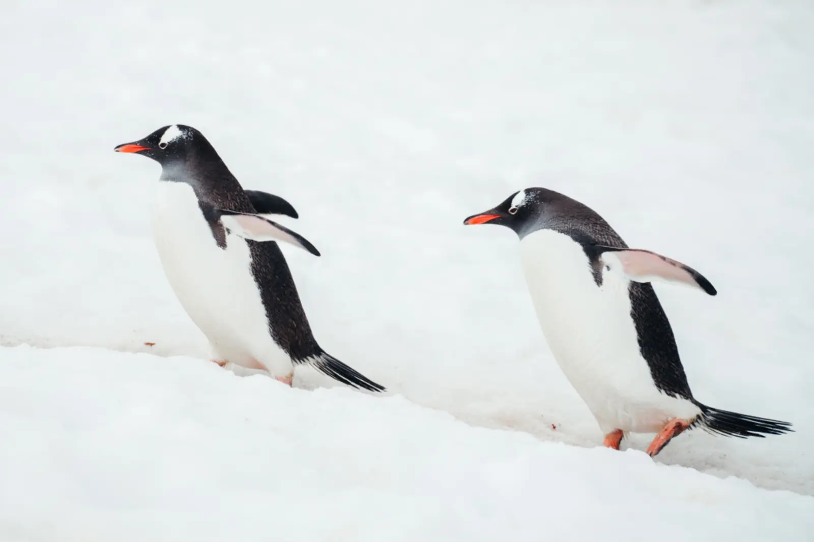 Two gentoo penguins walking across Antarctic snow.