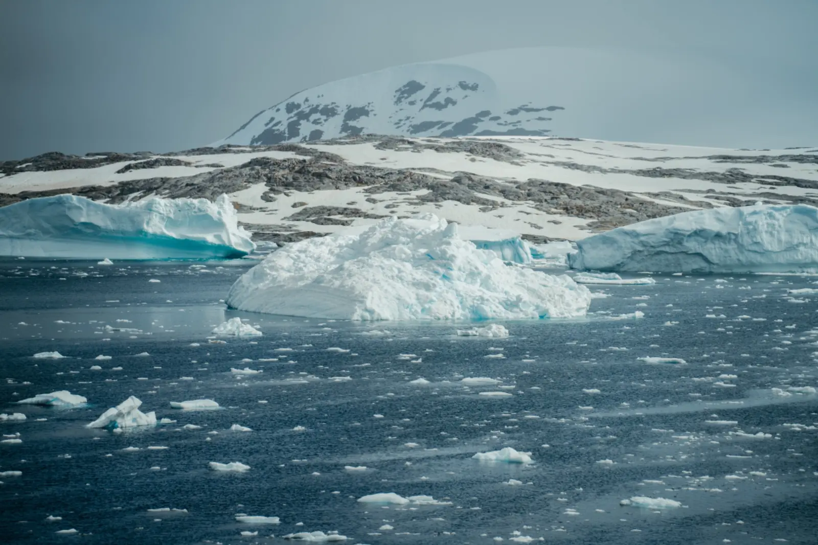 Icebergs scattered across a cold blue polar sea.