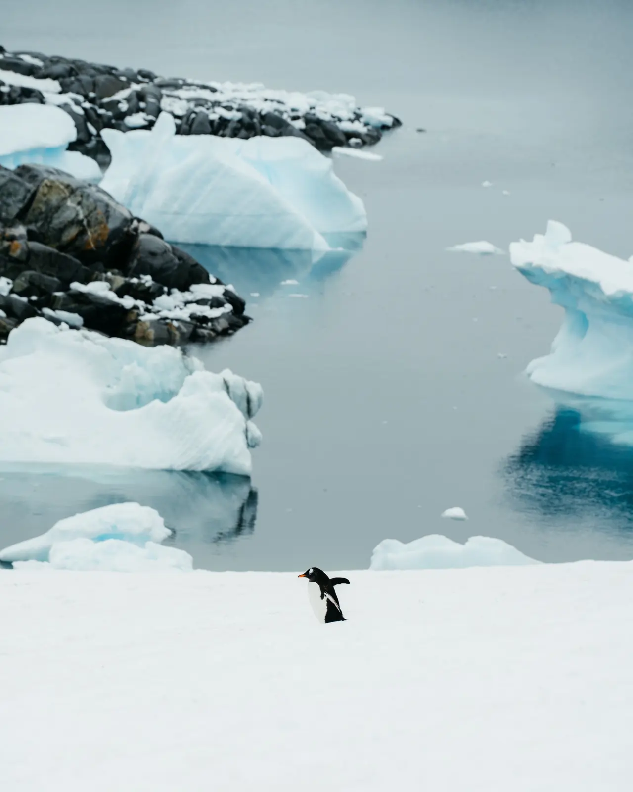 A lone penguin framed by ice and still polar water.